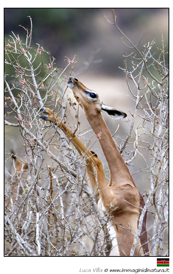 Gazzella giraffa - Litocranius walleri